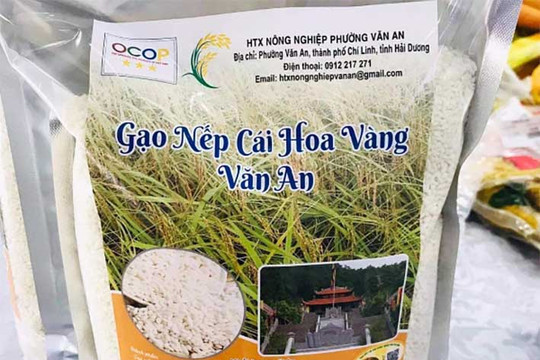 Dẻo thơm nếp cái hoa vàng Văn An 